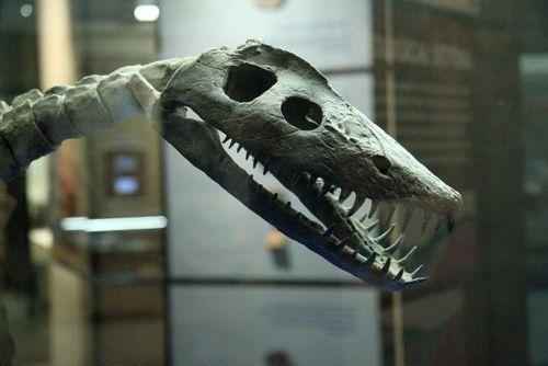 Стиксозавр скелет