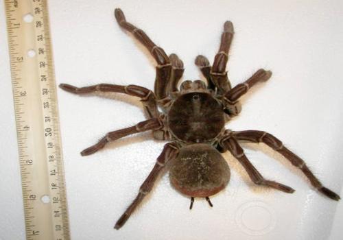 Фото: Терафоза Блонда или птицеед-голиаф