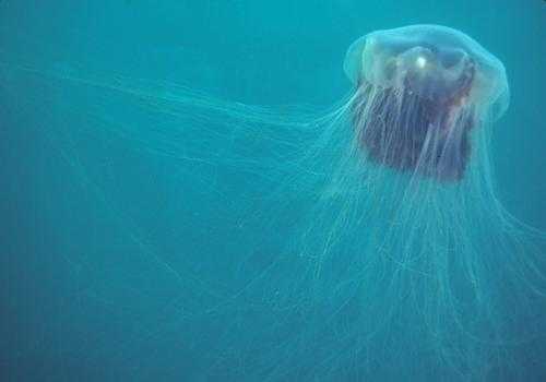 Фото: Волосистая цианея