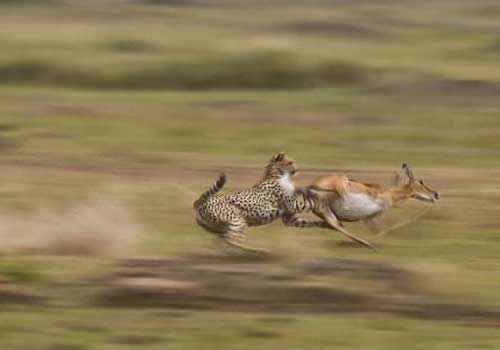 атака, гепарда, хищник, газель-доркас,