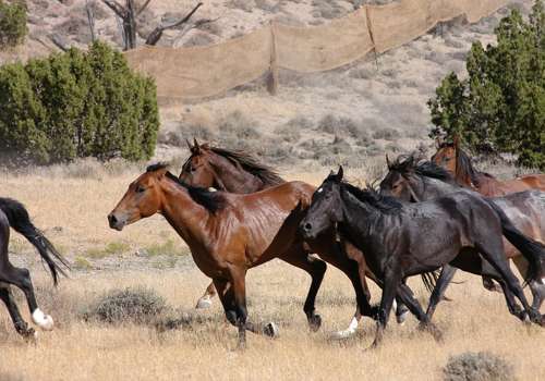 бегущие лошади