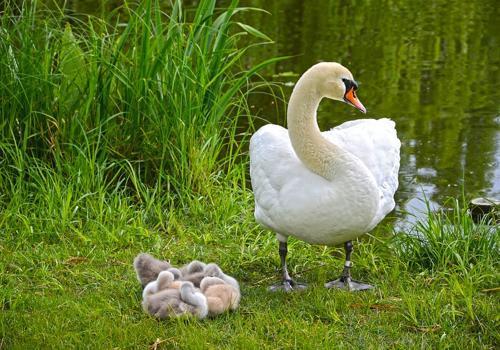 белый лебедь с птенцами