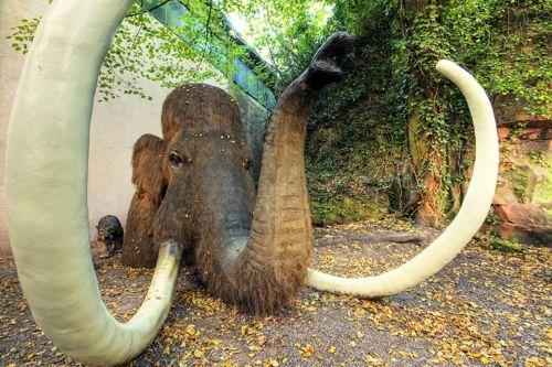 бивни мамонта