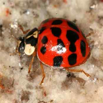 божья коровка, крупным планом, макросъемка,