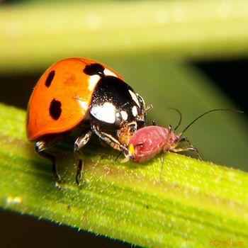 божья коровка, ест тлей, крупным планом, макросъемка