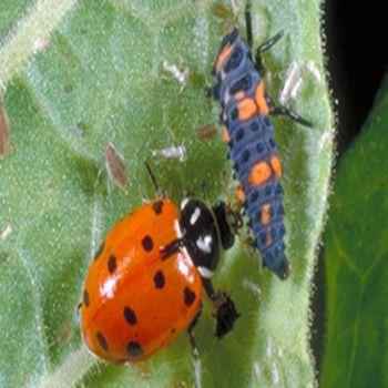 божья коровка, ест личинку,