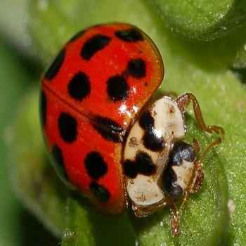 божья коровка, на листке, крупным планом, макросъемка