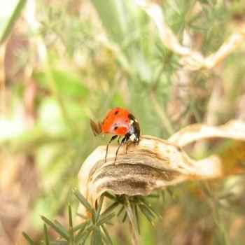 божья коровка, сухая трава