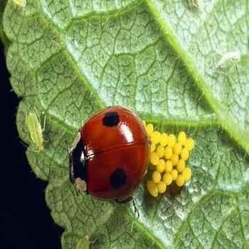 божья коровка, яйца, кладка, лист