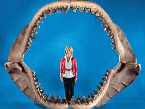 челюсть и зубы мегаладона