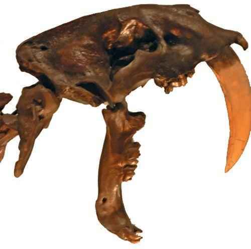 челюсти саблезубого тигра