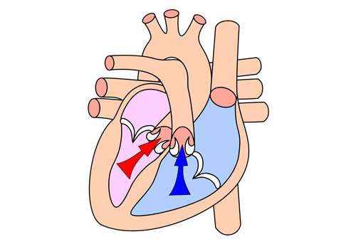 четырех-камерное-сердце
