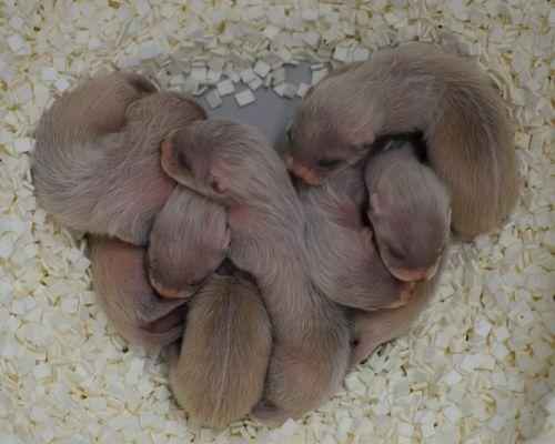 детеныши Американский или черноногий хорёк