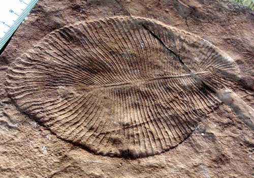 эдиакарская биота