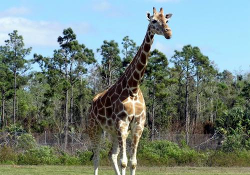 фото жирафа