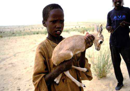 человек, газель-доркас, роль, значение