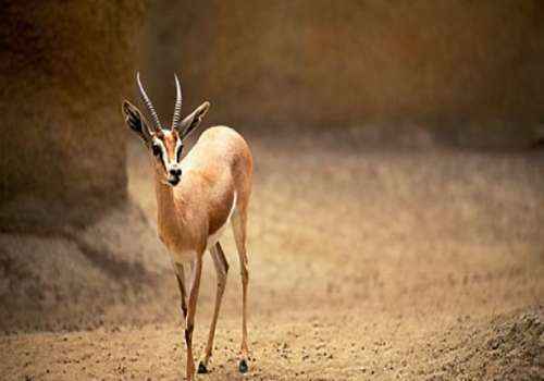 газель-доркас, травоядное млекопитающее