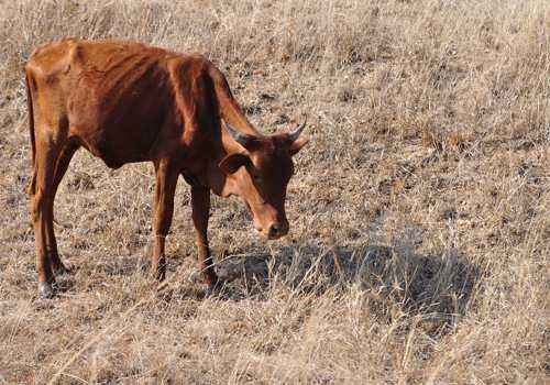 худая корова