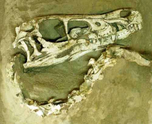 ископаемые останкидинозавра