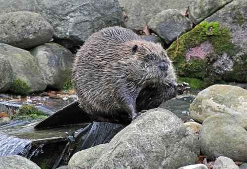 канадский бобр на камнях
