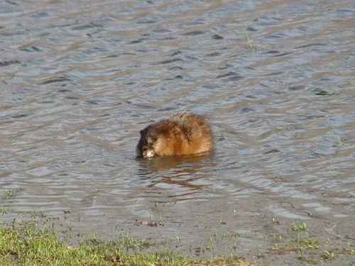 канадский бобр в воде