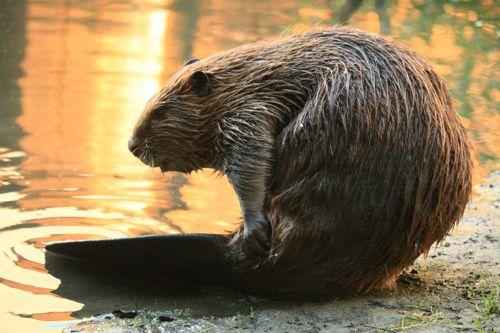 канадский бобр возле воды