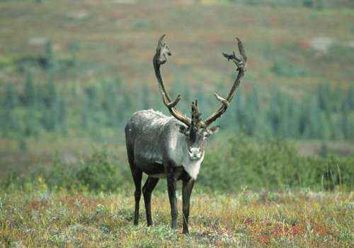 карибу, северный олень, травоядное животное, млекопитающее