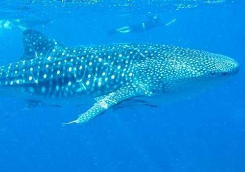 Фото: Китовая акула 