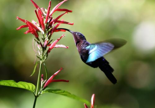 колибри собирает нектар