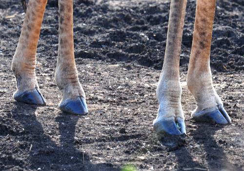 копыта жирафа