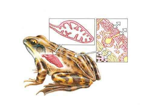 легкие земноводных