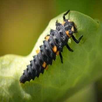 личинка, божья коровка, крупным планом, макросъемка, лист