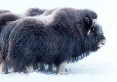 лохматый овцебык