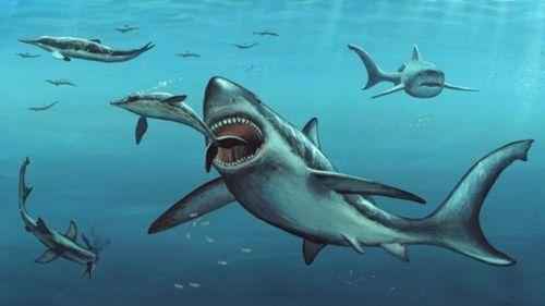 мегалодон во время охоты