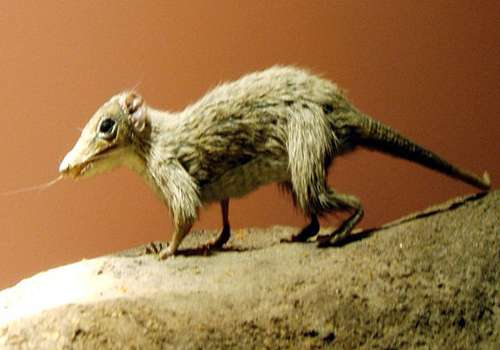 мегазостродон - звереподобная рептилия