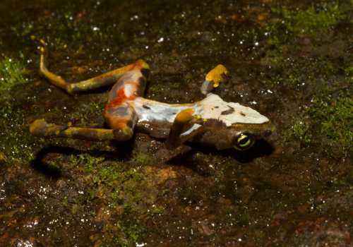 мертвая лягушка