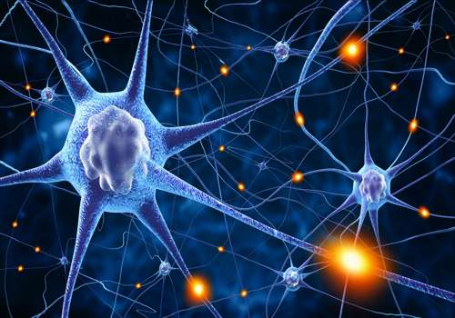 нервные клетки животных