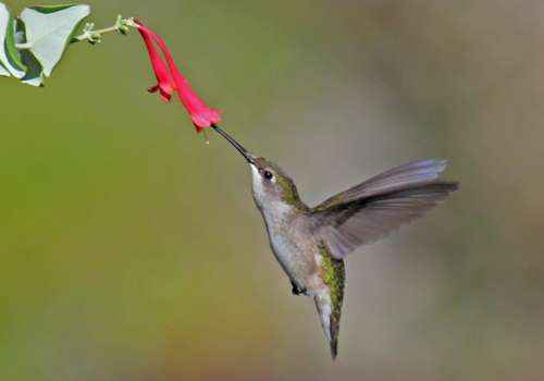 обыкновенный рубиновогорлый колибри, маленькая птица, птичка