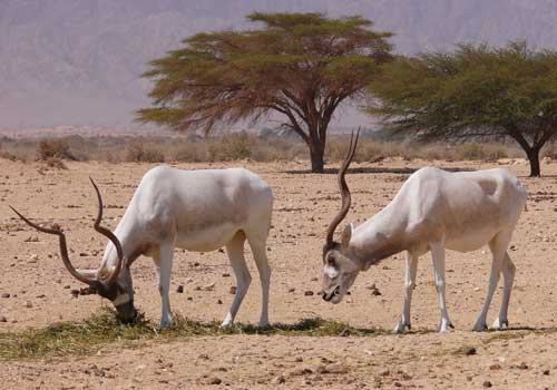 питание-антилопы-мендес