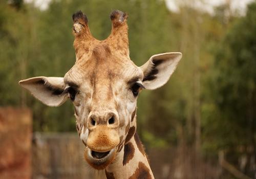 оссиконы - рога жирафа