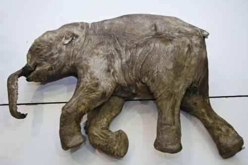 останки детеныша мамонта