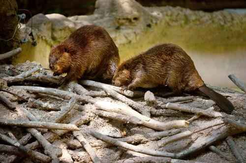 пара кандских бобров