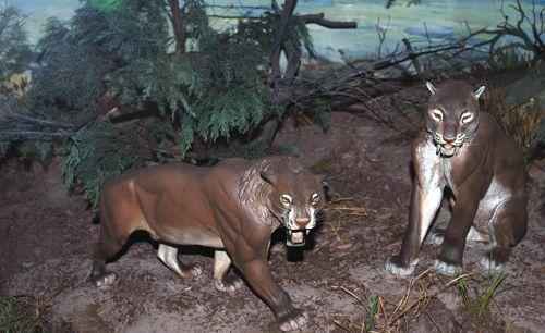 пара саблезубых смилодонтов