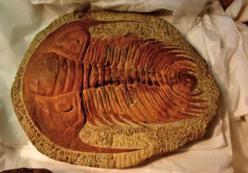 первые ископаемые животные