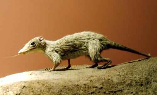 первые млекопитающие со времен динозавров