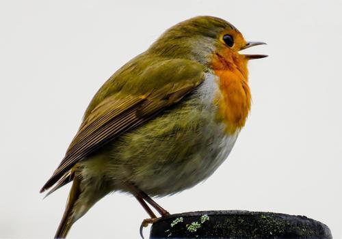 певчая птичка