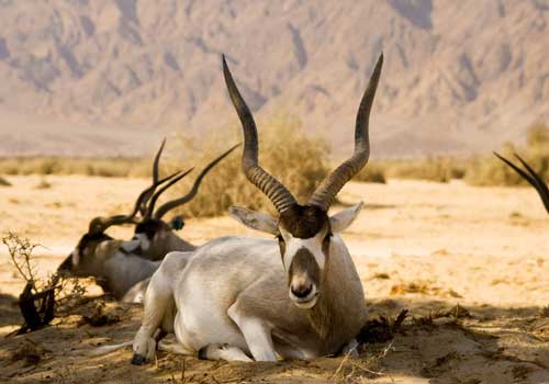 аддакс, антилопы мендес, пустыня, отдых
