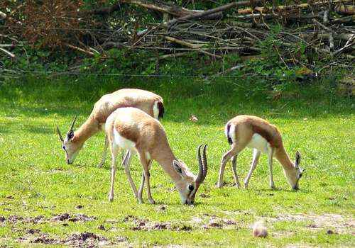 газели-доркас, пасутся, щиплют зеленую травку