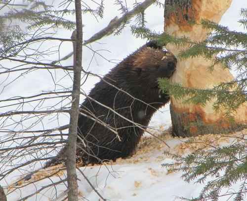 Доклад-сообщение на тему: “Бобры”