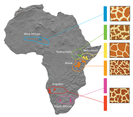 подвиды жирафа